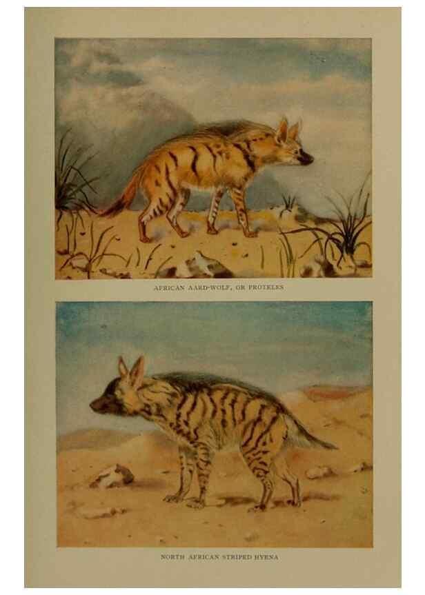 Reproducción/Reproduction 7171939696: The life of animals;. London,Macmillan & co., ltd.,1906.