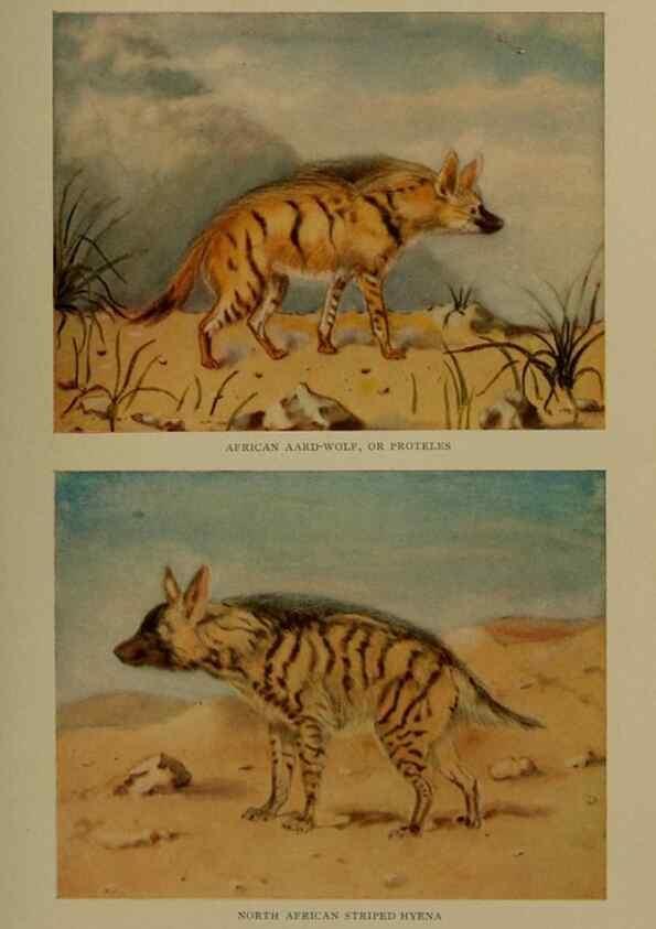 Reproducción/Reproduction 7171939696: The life of animals;. London,Macmillan & co., ltd.,1906.