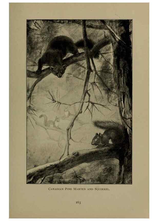 Reproducción/Reproduction 7171940610: The life of animals;. London,Macmillan & co., ltd.,1906.