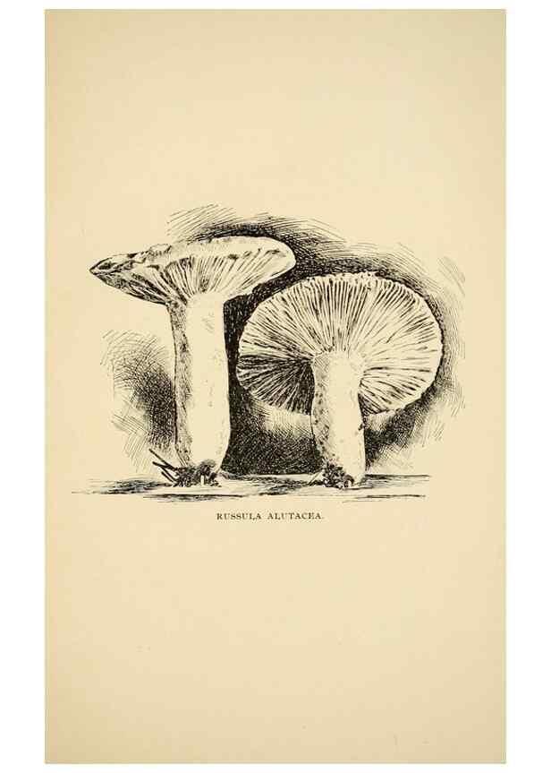 Reproducción/Reproduction 7171014728: Fungal flora of the Lehigh Valley, Pa. /. Allentown, Pa. :Berkemeyer, Keck,1899.