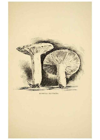 Reproducción/Reproduction 7171014728: Fungal flora of the Lehigh Valley, Pa. /. Allentown, Pa. :Berkemeyer, Keck,1899.