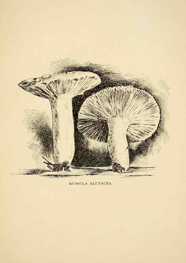 Reproducción/Reproduction 7171014728: Fungal flora of the Lehigh Valley, Pa. /. Allentown, Pa. :Berkemeyer, Keck,1899.