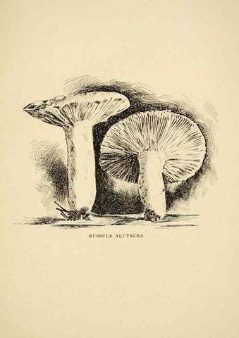 Reproducción/Reproduction 7171014728: Fungal flora of the Lehigh Valley, Pa. /. Allentown, Pa. :Berkemeyer, Keck,1899.