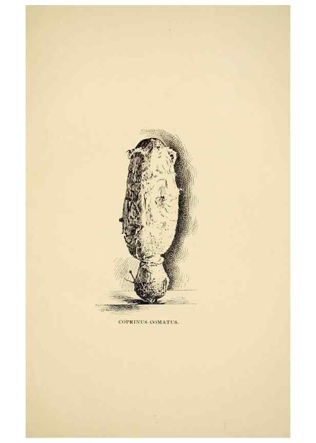 Reproducción/Reproduction 7171012868: Fungal flora of the Lehigh Valley, Pa. /. Allentown, Pa. :Berkemeyer, Keck,1899.