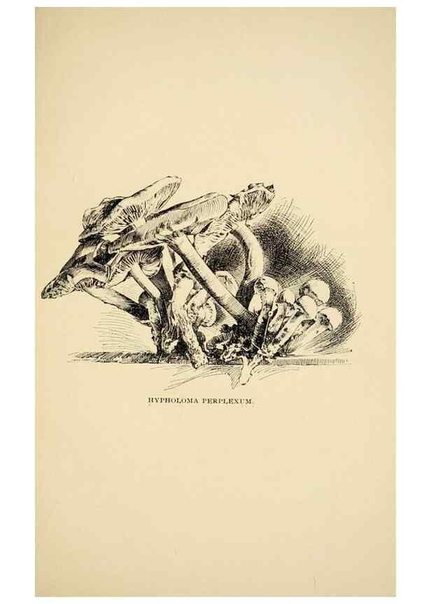 Reproducción/Reproduction 7171011936: Fungal flora of the Lehigh Valley, Pa. /. Allentown, Pa. :Berkemeyer, Keck,1899.