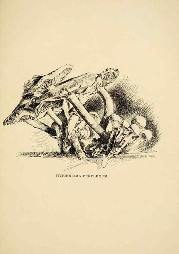 Reproducción/Reproduction 7171011936: Fungal flora of the Lehigh Valley, Pa. /. Allentown, Pa. :Berkemeyer, Keck,1899.