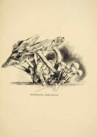 Reproducción/Reproduction 7171011936: Fungal flora of the Lehigh Valley, Pa. /. Allentown, Pa. :Berkemeyer, Keck,1899.