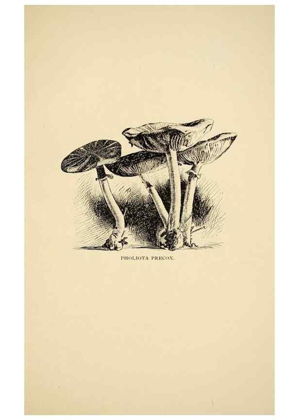 Reproducción/Reproduction 7171010370: Fungal flora of the Lehigh Valley, Pa. /. Allentown, Pa. :Berkemeyer, Keck,1899.