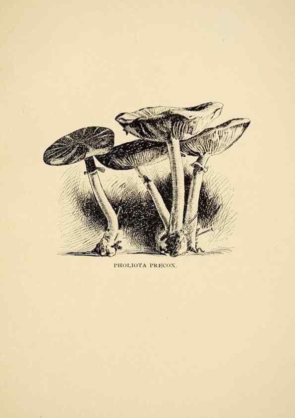 Reproducción/Reproduction 7171010370: Fungal flora of the Lehigh Valley, Pa. /. Allentown, Pa. :Berkemeyer, Keck,1899.