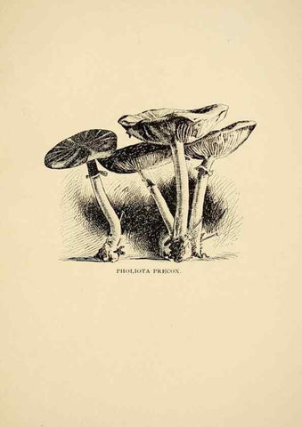 Reproducción/Reproduction 7171010370: Fungal flora of the Lehigh Valley, Pa. /. Allentown, Pa. :Berkemeyer, Keck,1899.