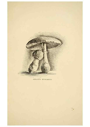 Reproducción/Reproduction 7170997746: Fungal flora of the Lehigh Valley, Pa. /. Allentown, Pa. :Berkemeyer, Keck,1899.