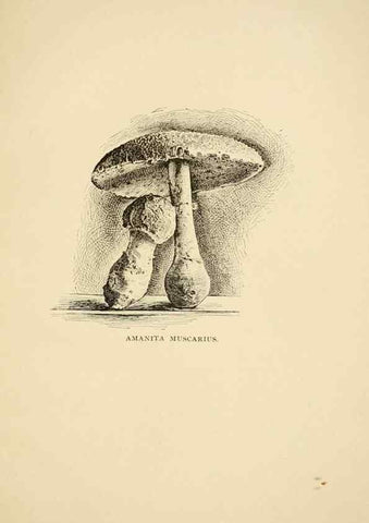 Reproducción/Reproduction 7170997746: Fungal flora of the Lehigh Valley, Pa. /. Allentown, Pa. :Berkemeyer, Keck,1899.