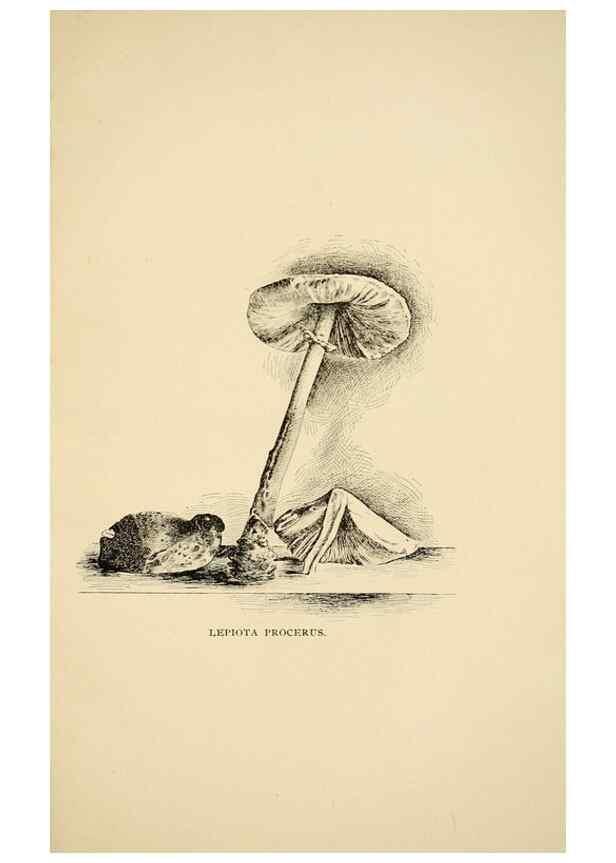 Reproducción/Reproduction 7170999232: Fungal flora of the Lehigh Valley, Pa. /. Allentown, Pa. :Berkemeyer, Keck,1899.