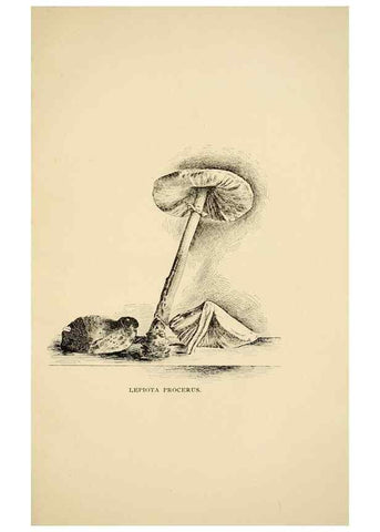 Reproducción/Reproduction 7170999232: Fungal flora of the Lehigh Valley, Pa. /. Allentown, Pa. :Berkemeyer, Keck,1899.