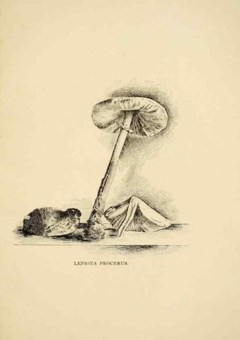Reproducción/Reproduction 7170999232: Fungal flora of the Lehigh Valley, Pa. /. Allentown, Pa. :Berkemeyer, Keck,1899.