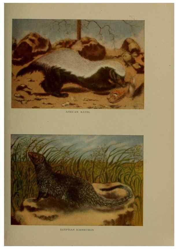 Reproducción/Reproduction 7171941398: The life of animals;. London,Macmillan & co., ltd.,1906.