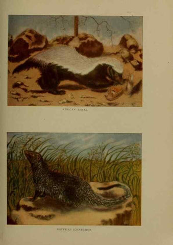 Reproducción/Reproduction 7171941398: The life of animals;. London,Macmillan & co., ltd.,1906.
