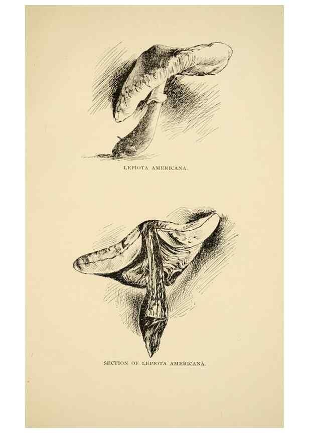Reproducción/Reproduction 7171000092: Fungal flora of the Lehigh Valley, Pa. /. Allentown, Pa. :Berkemeyer, Keck,1899.
