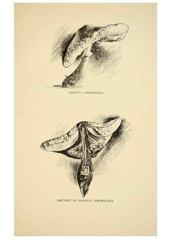 Reproducción/Reproduction 7171000092: Fungal flora of the Lehigh Valley, Pa. /. Allentown, Pa. :Berkemeyer, Keck,1899.