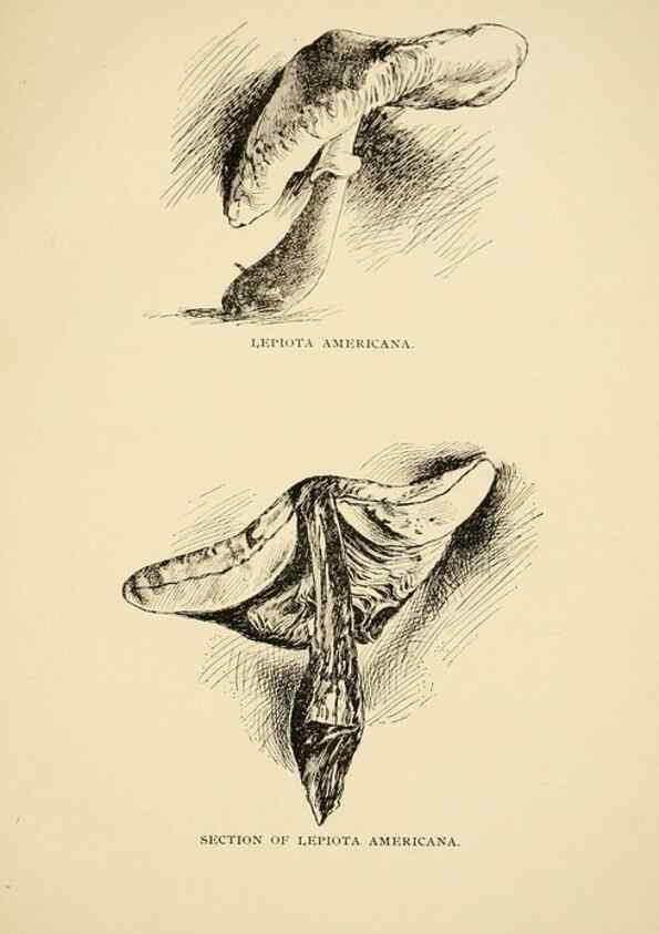 Reproducción/Reproduction 7171000092: Fungal flora of the Lehigh Valley, Pa. /. Allentown, Pa. :Berkemeyer, Keck,1899.
