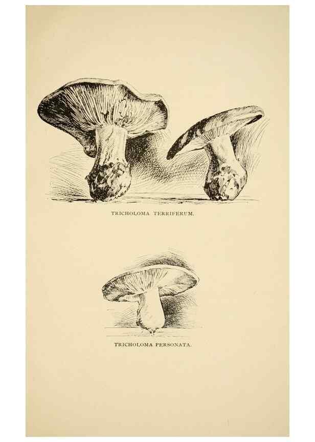 Reproducción/Reproduction 7171002168: Fungal flora of the Lehigh Valley, Pa. /. Allentown, Pa. :Berkemeyer, Keck,1899.
