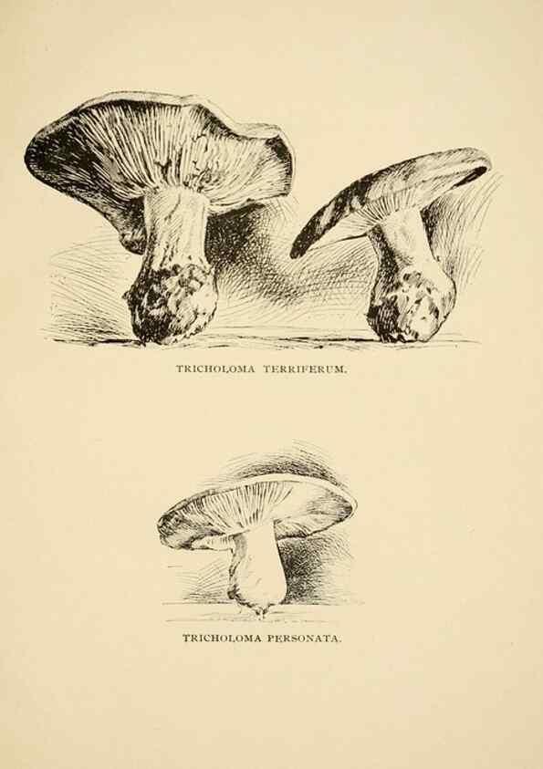Reproducción/Reproduction 7171002168: Fungal flora of the Lehigh Valley, Pa. /. Allentown, Pa. :Berkemeyer, Keck,1899.