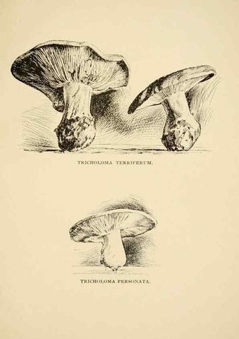 Reproducción/Reproduction 7171002168: Fungal flora of the Lehigh Valley, Pa. /. Allentown, Pa. :Berkemeyer, Keck,1899.