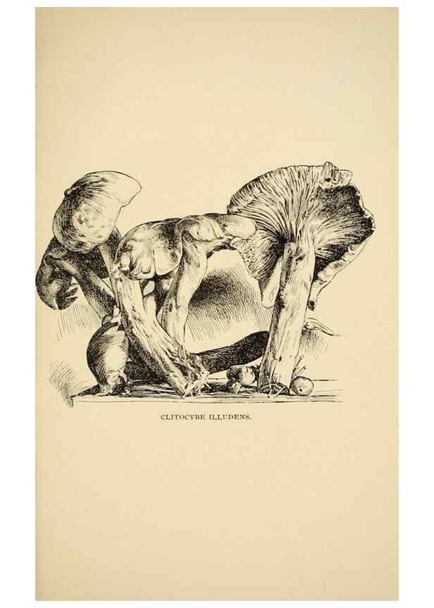 Reproducción/Reproduction 7171003452: Fungal flora of the Lehigh Valley, Pa. /. Allentown, Pa. :Berkemeyer, Keck,1899.