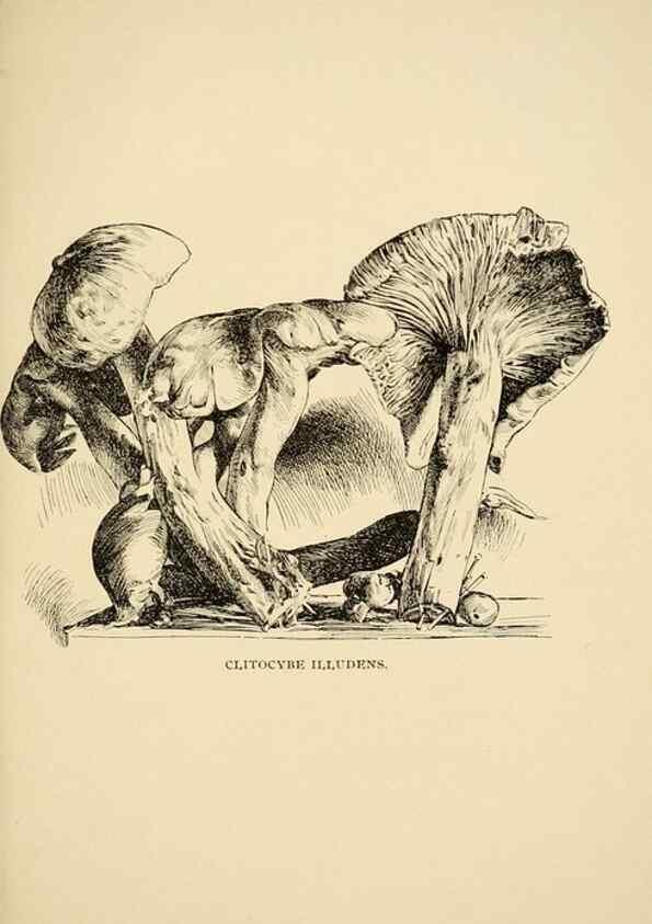 Reproducción/Reproduction 7171003452: Fungal flora of the Lehigh Valley, Pa. /. Allentown, Pa. :Berkemeyer, Keck,1899.