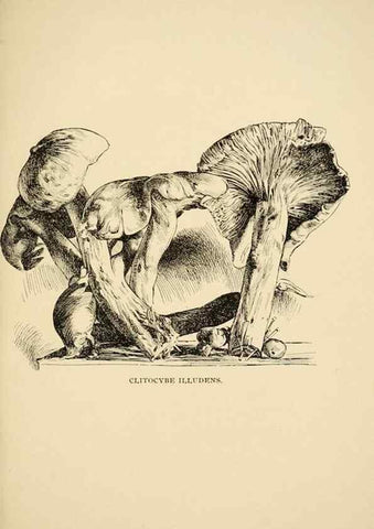 Reproducción/Reproduction 7171003452: Fungal flora of the Lehigh Valley, Pa. /. Allentown, Pa. :Berkemeyer, Keck,1899.