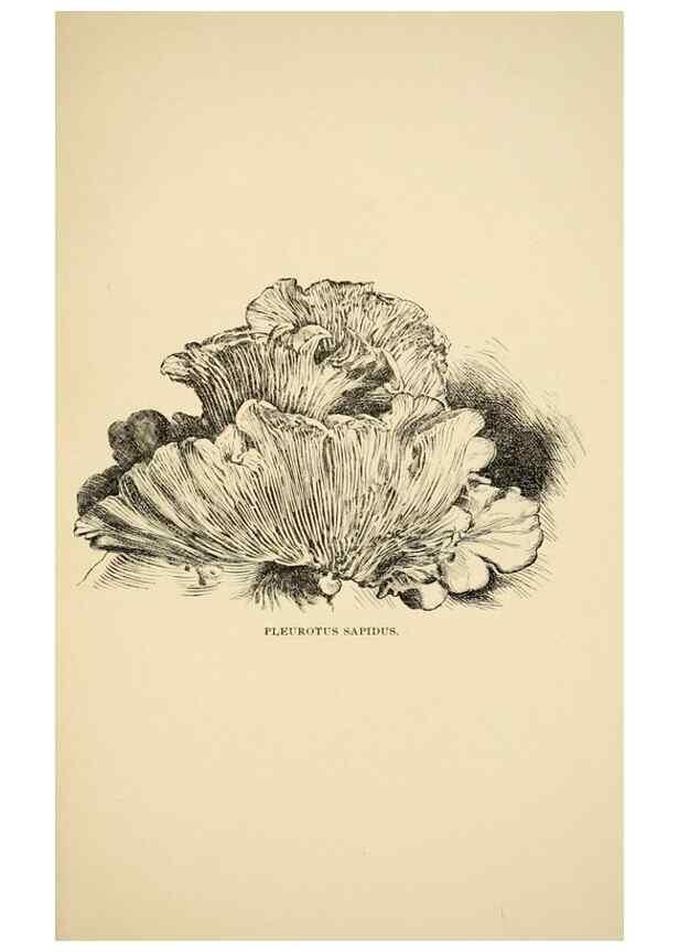 Reproducción/Reproduction 7171005400: Fungal flora of the Lehigh Valley, Pa. /. Allentown, Pa. :Berkemeyer, Keck,1899.