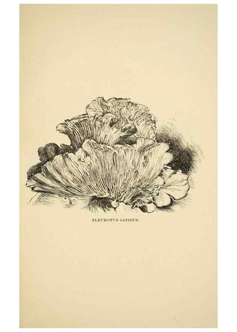 Reproducción/Reproduction 7171005400: Fungal flora of the Lehigh Valley, Pa. /. Allentown, Pa. :Berkemeyer, Keck,1899.