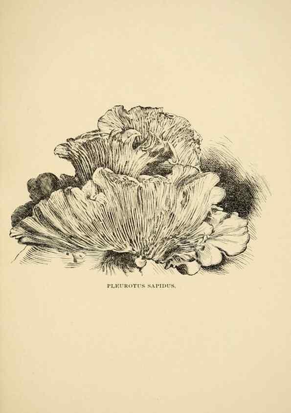 Reproducción/Reproduction 7171005400: Fungal flora of the Lehigh Valley, Pa. /. Allentown, Pa. :Berkemeyer, Keck,1899.
