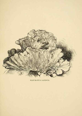 Reproducción/Reproduction 7171005400: Fungal flora of the Lehigh Valley, Pa. /. Allentown, Pa. :Berkemeyer, Keck,1899.