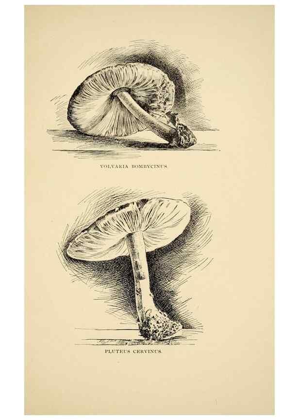 Reproducción/Reproduction 7171006374: Fungal flora of the Lehigh Valley, Pa. /. Allentown, Pa. :Berkemeyer, Keck,1899.