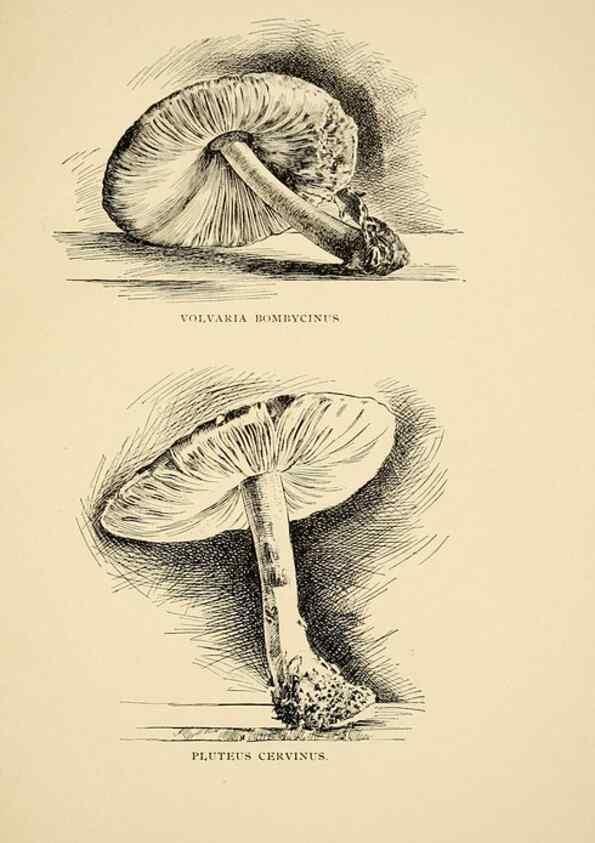 Reproducción/Reproduction 7171006374: Fungal flora of the Lehigh Valley, Pa. /. Allentown, Pa. :Berkemeyer, Keck,1899.