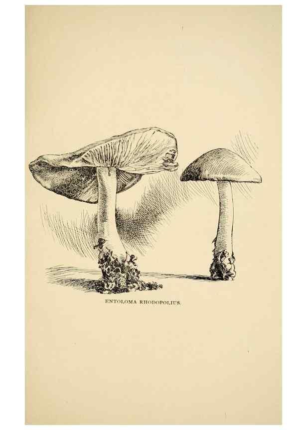 Reproducción/Reproduction 7171007408: Fungal flora of the Lehigh Valley, Pa. /. Allentown, Pa. :Berkemeyer, Keck,1899.