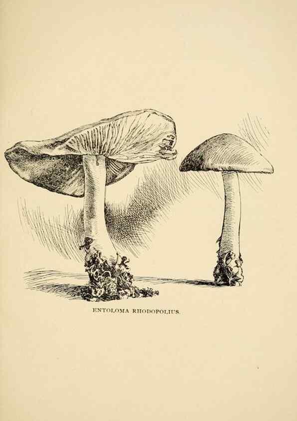 Reproducción/Reproduction 7171007408: Fungal flora of the Lehigh Valley, Pa. /. Allentown, Pa. :Berkemeyer, Keck,1899.