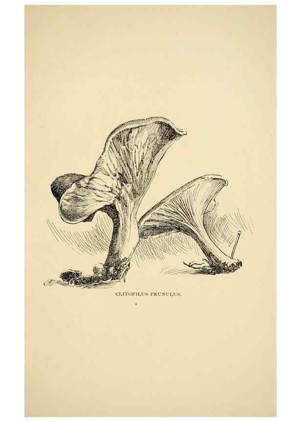 Reproducción/Reproduction 7171008380: Fungal flora of the Lehigh Valley, Pa. /. Allentown, Pa. :Berkemeyer, Keck,1899.