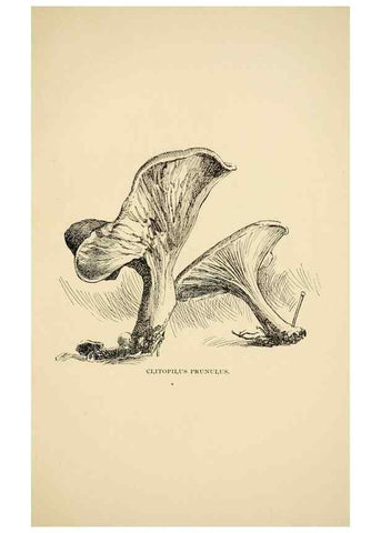 Reproducción/Reproduction 7171008380: Fungal flora of the Lehigh Valley, Pa. /. Allentown, Pa. :Berkemeyer, Keck,1899.