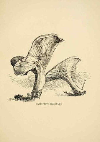 Reproducción/Reproduction 7171008380: Fungal flora of the Lehigh Valley, Pa. /. Allentown, Pa. :Berkemeyer, Keck,1899.