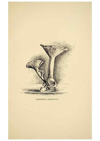 Reproducción/Reproduction 7171009280: Fungal flora of the Lehigh Valley, Pa. /. Allentown, Pa. :Berkemeyer, Keck,1899.