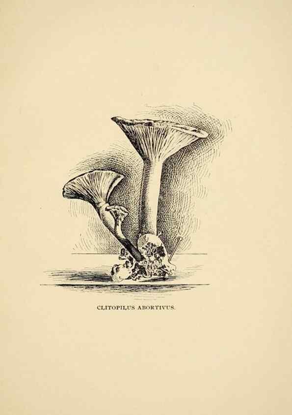 Reproducción/Reproduction 7171009280: Fungal flora of the Lehigh Valley, Pa. /. Allentown, Pa. :Berkemeyer, Keck,1899.