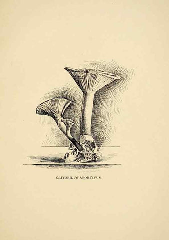 Reproducción/Reproduction 7171009280: Fungal flora of the Lehigh Valley, Pa. /. Allentown, Pa. :Berkemeyer, Keck,1899.