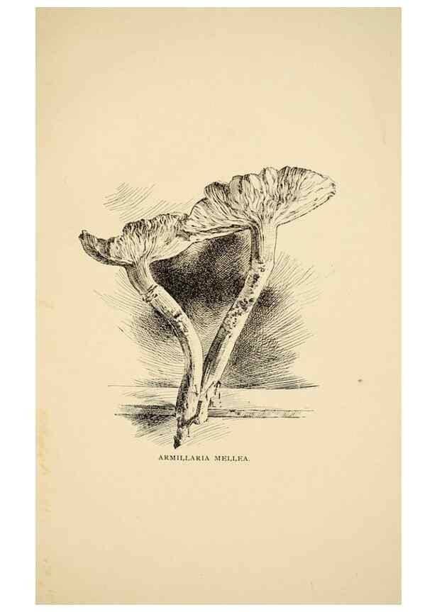 Reproducción/Reproduction 7171001468: Fungal flora of the Lehigh Valley, Pa. /. Allentown, Pa. :Berkemeyer, Keck,1899.