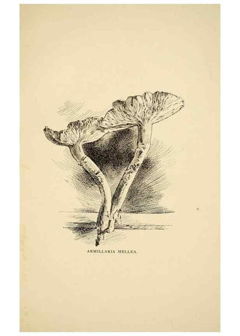 Reproducción/Reproduction 7171001468: Fungal flora of the Lehigh Valley, Pa. /. Allentown, Pa. :Berkemeyer, Keck,1899.