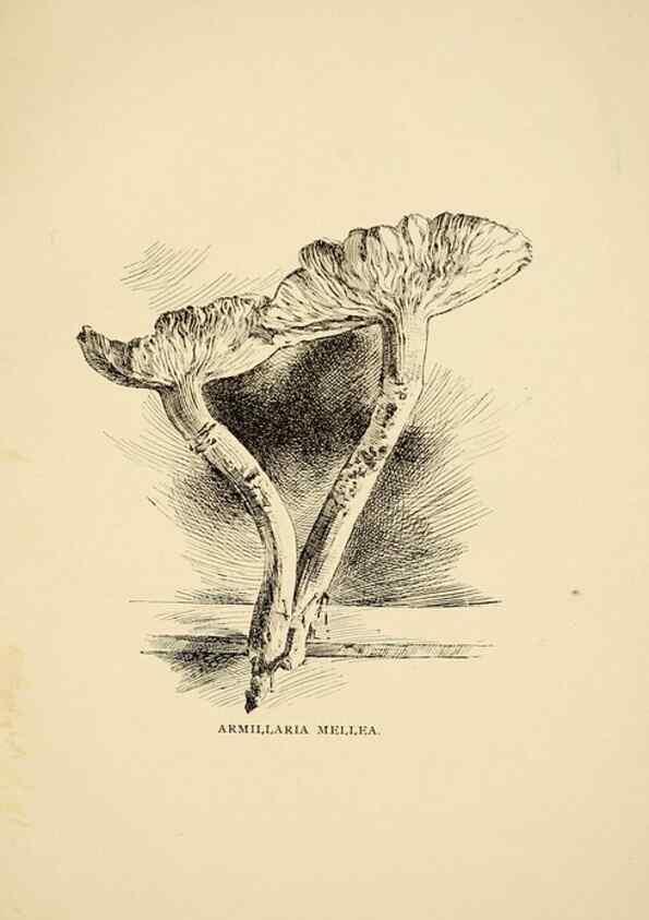 Reproducción/Reproduction 7171001468: Fungal flora of the Lehigh Valley, Pa. /. Allentown, Pa. :Berkemeyer, Keck,1899.