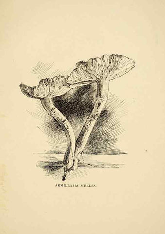Reproducción/Reproduction 7171001468: Fungal flora of the Lehigh Valley, Pa. /. Allentown, Pa. :Berkemeyer, Keck,1899.