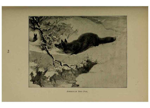 Reproducción/Reproduction 7171942238: The life of animals;. London,Macmillan & co., ltd.,1906.