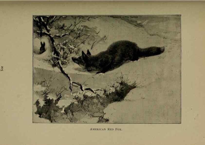Reproducción/Reproduction 7171942238: The life of animals;. London,Macmillan & co., ltd.,1906.